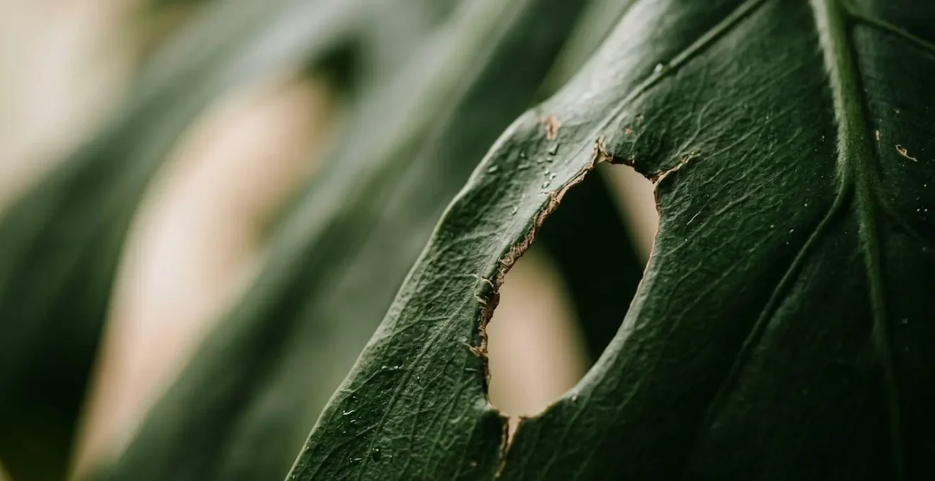 Gros plan macro sur une feuille de Monstera deliciosa révélant la texture et les détails de la plante toxique pour les chats