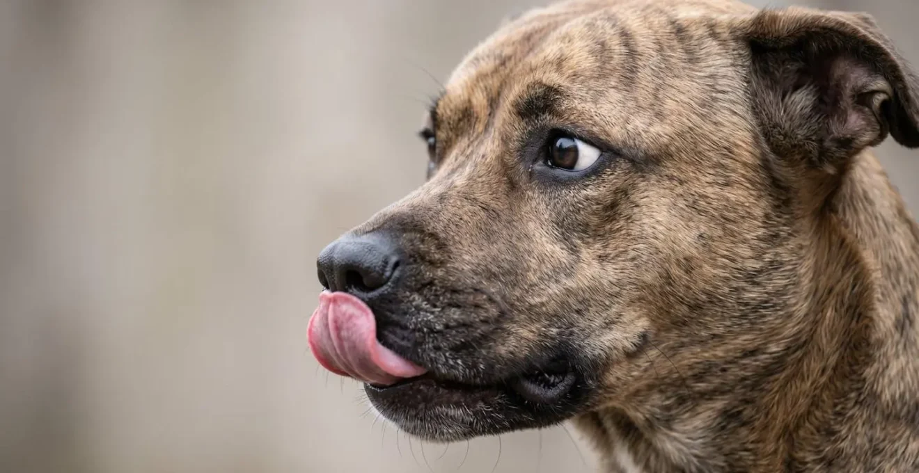 Chien montrant des signaux d'apaisement subtils exprimant son non-consentement à une interaction
