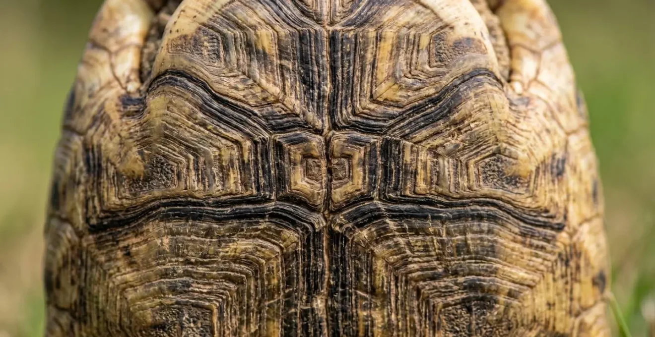 Vue rapprochée du plastron d'une tortue de terre montrant les motifs d'écailles uniques servant d'identification